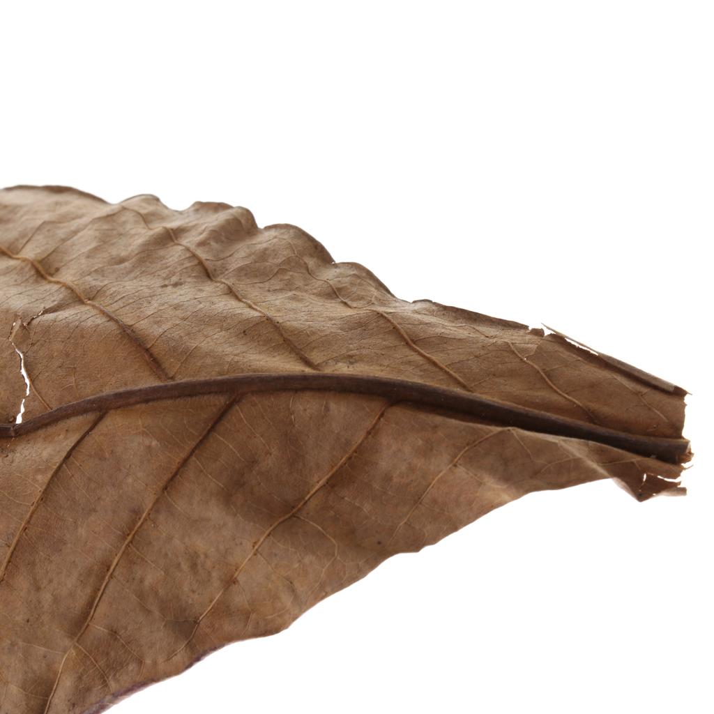 Fish Aquariums Indian Almond L - Aquarium Fish Betta recension och pris