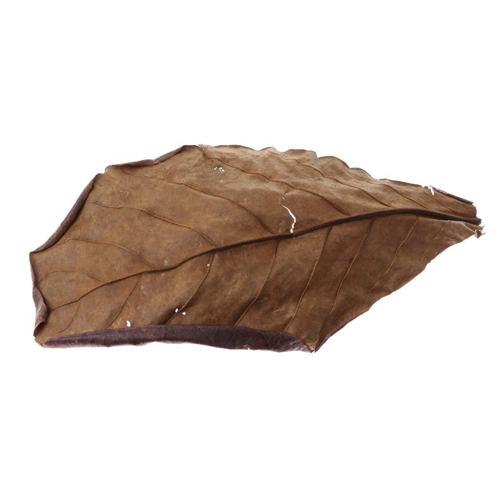 Fish Aquariums Indian Almond L - Aquarium Fish Betta recension och pris