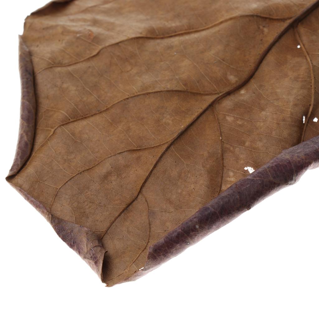Fish Aquariums Indian Almond L - Aquarium Fish Betta recension och pris